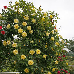 3251761_ruza_golden_gate_01