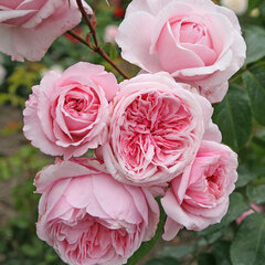 3251771_ruza_kiss_me_kate_01