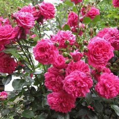 3251980_ruza_laguna_03