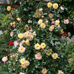 3251786_ruza_moonlight_01