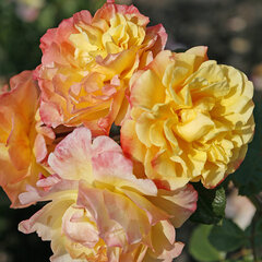 3251786_ruza_moonlight_03