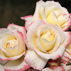 4211741_ruza_athena_02