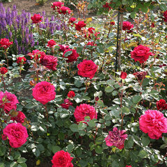 3251742_ruza_bellevue_01