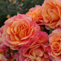 3253273_ruza_better_times_01