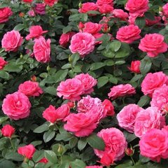 3251986_ruza_cherry_lady_01