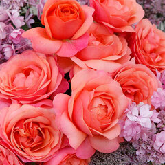 3252593_ruza_coral_lions-rose_01