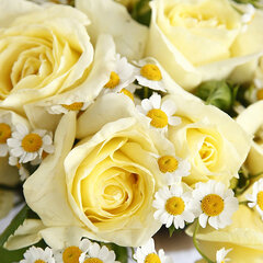 3251777_ruza_limona_01