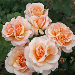 3251790_ruza_oh_happy_day_01