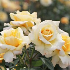 3201819_ruza_sunny_sky_01