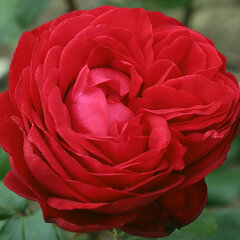 3244163_ruza_tiamo_01