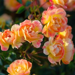 3253308_ruza_bienenweide_fruity_01