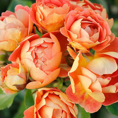 2253039_ruza_bienenweide_mango_01