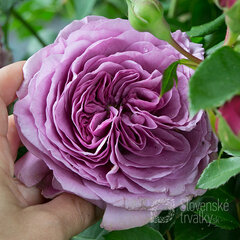 2252150_ruza_lavender_ice_01