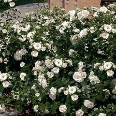 2252133_ruza_aspirin-rose_01