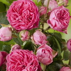 2252136_ruza_candy_rokoko_01