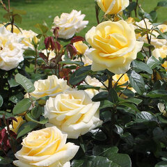 2252425_ruza_avec_amour_01