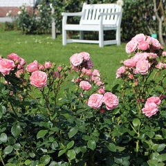 2252134_ruza_bailando_01