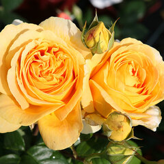 2252444_ruza_candlelight_01