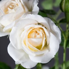 3223312_ruza_friedenslicht_01