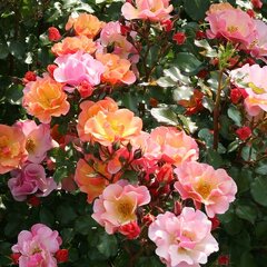 2253342_ruza_jazz_01