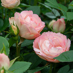 2252152_ruza_lovely_rokoko_05