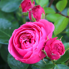 2252153_ruza_magic_rokoko_01