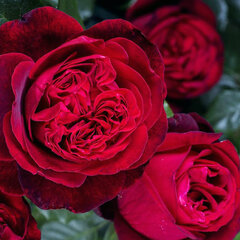 2252441_ruza_admiral_01