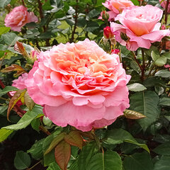 2252981_ruza_augusta_luise_02