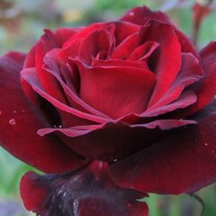 2253335_ruza_barkarole_04