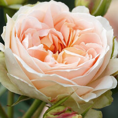 3242433_ruza_matthias_claudius_rose_04