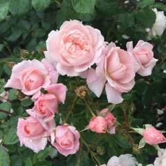 3223315_ruza_mauritia_02