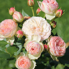 2253091_ruza_pastella_05