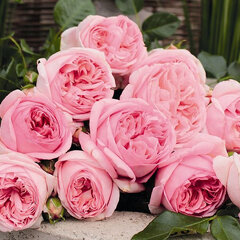 2252187_ruza_voyage_01