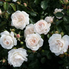 2253303_ruza_kastelruther_spatzen_rose_01