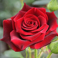 2252179_ruza_black_magic_01