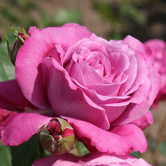 2252171_ruza_blue_parfum_01