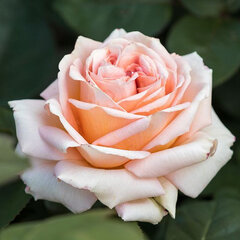 2253093_ruza_lady_capri_01