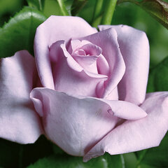 2252429_ruza_mainzer_fastnacht_03