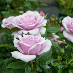 2252135_ruza_pacific_blue_01