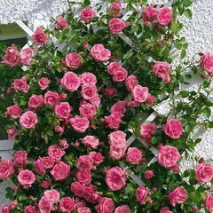 2252437_ruza_lawinia_02