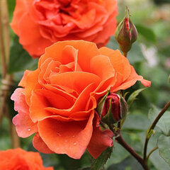 2252439_ruza_naranga_01