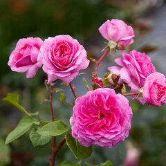 2253047_ruza_ozeana_03