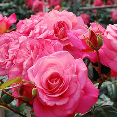 3254535_ruza_shogun_02