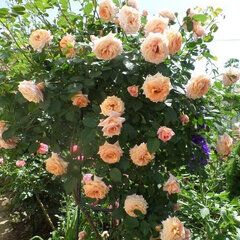 2253094_ruza_barock_01