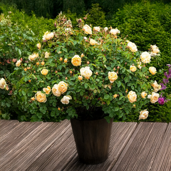 10254865_ruza_dannahue_01