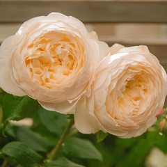 10254865_ruza_dannahue_03