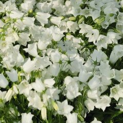 3251033_campanula_jingle_white_01