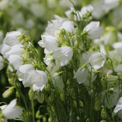 3251033_campanula_jingle_white_02