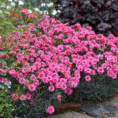 5222481_dianthus_angel_of_hope_01