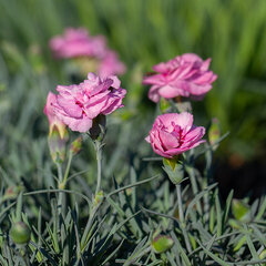 5222482_dianthus_angel_of_virtue_01